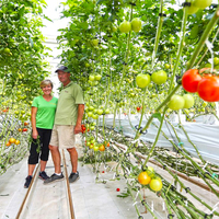 Système hydroponique pour serre avec Cocopeat et NFT Hydroponique pour l'agriculture de tomates et de laitues Agriculture verticale agricole