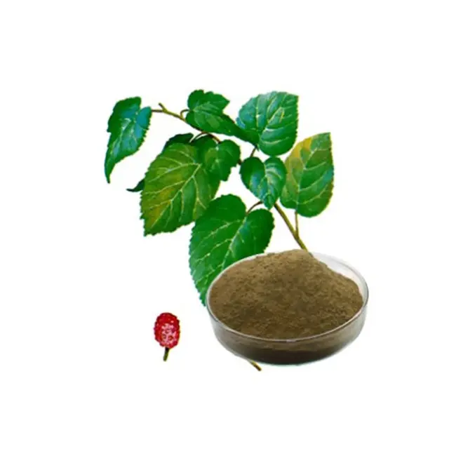 중국 제조자 공급 높은 정밀도 무료 샘플 나물 추출물 10:1 뽕나무 잎 추출물
