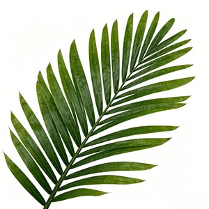 ใบปาล์มประดิษฐ์ - Product Image 5