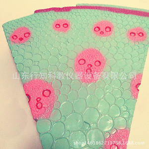 Modèle de tige de plante monocotylédonée 33004, modèle pédagogique de biologie pour collège, vente directe du fabricant de matériel de biologie - Product Image 1
