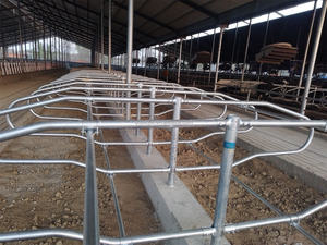 Nieuwe Gegalvaniseerde Melkkoe Boerderij Apparatuur Koe Vrije Kraam Boerderij Apparatuur Gegalvaniseerd Gratis Kraam Zuivelschuren - Product Image 5