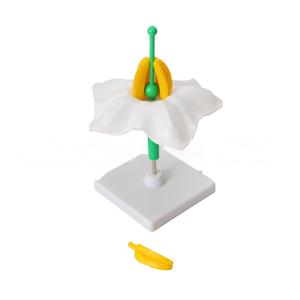 Modelo de Estructura de Flor de Papa Ampliada 5 Veces con Base Desmontable, Modelo de Anatomía Floral para la Enseñanza de Biología - Product Image 2