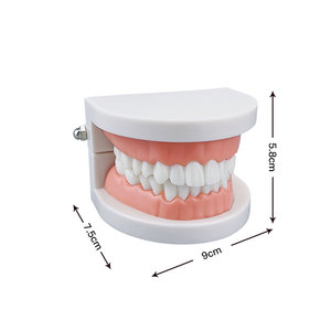 Modelo de Demostración de Dientes de Tipodonto para Adultos, Modelo de Dientes Estándar, Material de Laboratorio de Odontología para Enseñanza, Aprendizaje, Instrumento Clínico - Product Image 3
