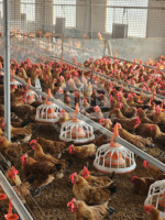 Équipement d'élevage au sol pour poulets de chair