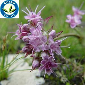 Huile essentielle de Spikenard Pure 100% au prix de gros avec une qualité supérieure provenant des principaux fabricants et exportateurs indiens - Product Image 3