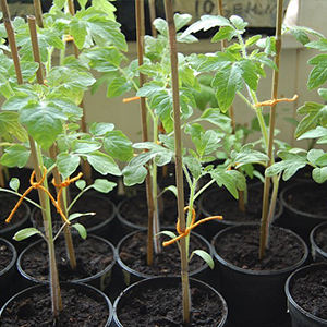 Pôles <span class=keywords><strong>en</strong></span> bambou naturel <span class=keywords><strong>de</strong></span> 2 pieds, bâtons <span class=keywords><strong>en</strong></span> bambou pour plantes, <span class=keywords><strong>piquets</strong></span> <span class=keywords><strong>de</strong></span> jardin <span class=keywords><strong>en</strong></span> <span class=keywords><strong>bois</strong></span> pour <span class=keywords><strong>tomates</strong></span>, haricots, fleurs, arbres, plantes <span class=keywords><strong>en</strong></span> pot et grimpantes - Product Image 3