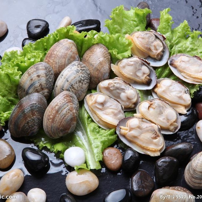 New season frozen boiled clam of good price and good quality