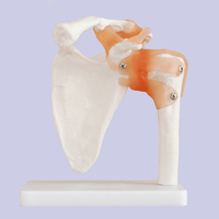 Modelo de articulación de hombro de esqueleto humano, simulación de plástico, tipo de anatomía médica