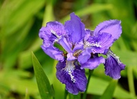 Huiles de parfum d'iris de haute qualité naturelles pures en vrac d'approvisionnement d'usine 100% pour les produits de lotion et de soin de la peau