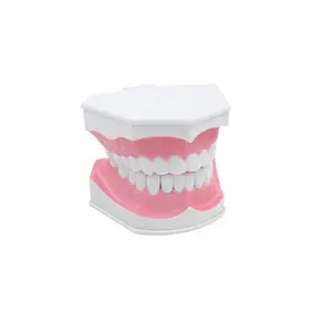 Fonte dental ensino dental modelo de escova, ensino dental modelo de dentes duplo modelo destacável