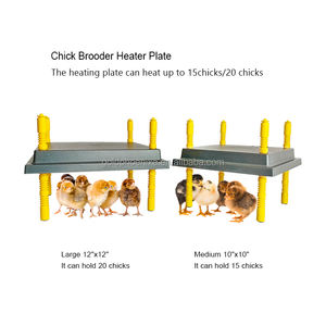 YYC termostatik hayvanlar Pet isıtıcı isıtıcı kanatlı kuş isıtma plakası bebek civciv Brooder isıtıcı - Product Image 6