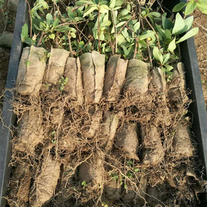 Bolsas <span class=keywords><strong>de</strong></span> Vivero Biodegradables con LOGO Personalizado <span class=keywords><strong>de</strong></span> 10cm X 30cm/8cm X 30cm para Plántulas y Crecimiento Agrícola - Product Image 5