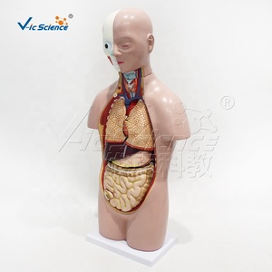 Modèle anatomique de torse asexuel en PVC de 50 cm avec 12 pièces pour l'enseignement des sciences médicales - Product Image 4