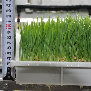 Lyine 50kg/día Sistema de cultivo hidropónico automatizado Máquina de forraje vertical para alimentación animal - Product Image 6