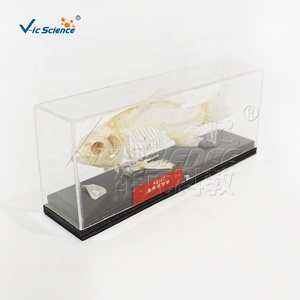 Modelo Anatómico <span class=keywords><strong>de</strong></span> <span class=keywords><strong>Esqueleto</strong></span> <span class=keywords><strong>de</strong></span> <span class=keywords><strong>Pez</strong></span> VicScience, Esqueletos <span class=keywords><strong>de</strong></span> Animales <span class=keywords><strong>de</strong></span> Plástico - Product Image 6