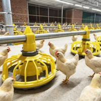 Équipement d'élevage avicole, système d'élevage de poulets, équipement de poulailler pour poulets de chair