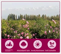 Teh Herbal Premium Gold Edge Rose untuk Kesehatan, Kecantikan, dan Pemutih Kulit, Teh Daun Mentah, Kemasan Botol/Kotak 250g, Merek FANGLEI, Teh Celup, Makanan
