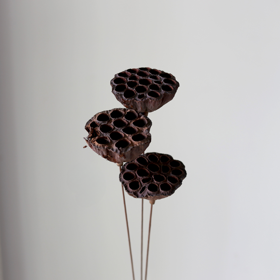 Iron-stemmed Mature Lotus Pod