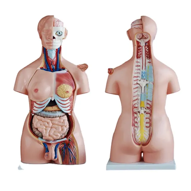85cm Medical Anatomy Unisex Human Torso Model With 40 Parts For Medical Education