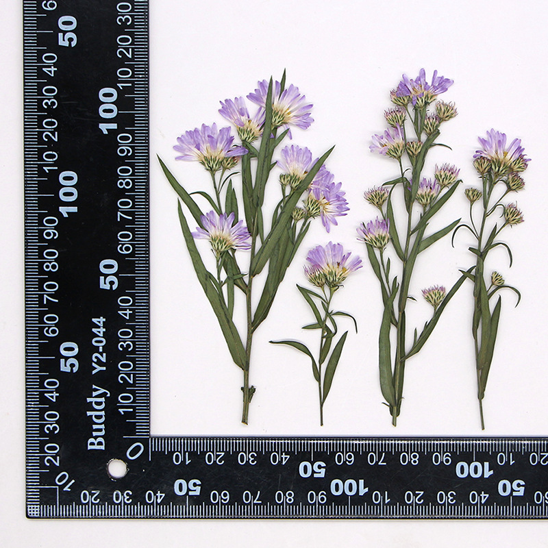 MH391 Natural lilac 12pcs/bag