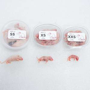 Souris entières lyophilisées pour hérissons, tenrecs, campagnols, insectivores – Aliment protéiné pour animaux de compagnie - Product Image 1