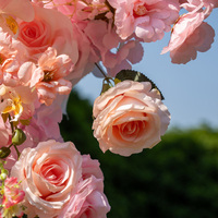 Fleurs artificielles rose vif pour arche de mariage, centres de table rose pêche, décorations pour centre commercial