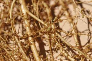 Rhizobium Nitơ sửa chữa Phân bón sinh học lỏng <span class=keywords><strong>2</strong></span> tỷ CFU/ml đặc biệt là cho đậu tương và đậu phộng - Product Image 2