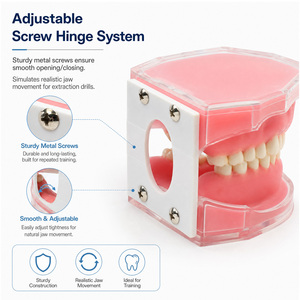 Modelo dental de fábrica con todos los dientes extraíbles, material de gel de sílice suave, modelo de dientes estándar para estudio, enseñanza y demostración dental. - Product Image 3