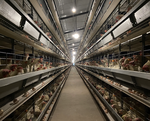 Cages de <span class=keywords><strong>poulet</strong></span> de pondeuse d'oeufs de nouvelle condition de conception professionnelle pour le <span class=keywords><strong>grossiste</strong></span> de cages de batterie de ferme de volaille pour la couche de <span class=keywords><strong>poulet</strong></span> - Product Image 2