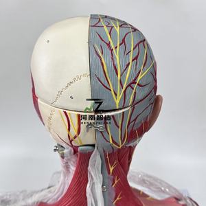Ciencia médica enseñanza <span class=keywords><strong>Cabeza</strong></span> <span class=keywords><strong>y</strong></span> <span class=keywords><strong>Cuello</strong></span> nervio vascular con cerebro modelo 19 piezas - Product Image 5