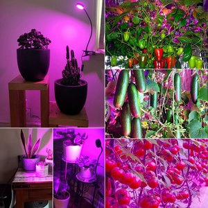 Liweida ไฟ LED สเปกตรัมเปลี่ยนสีได้360องศา3โหมด<span class=keywords><strong>เมล็ด</strong></span>พืชแบบ <span class=keywords><strong>Monstera</strong></span> สีแดงสีน้ำเงินขาวในร่ม - Product Image 6