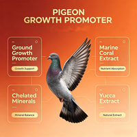 Poudre de renforcement musculaire pour pigeons de course 250g, complément alimentaire pour la santé des plumes, minéraux chélatés de lysine, calcium et phosphore