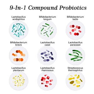 AMULYN 9 tipos de estirpes complexo probióticos liofilizados em pó 9-em-1 Composto Probióticos
