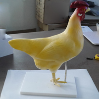 Modelo de Anatomía Realista de Pollo, Modelo de Órganos Víscerales para Investigación, Modelo de Biología Desmontable para Demostración de Enseñanza Animal, CE/ISO
