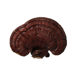 Cogumelo <span class=keywords><strong>Reishi</strong></span> Vermelho Inteiro da Montanha Changbai. Ganoderma Lucidum Seco, Direto da Fábrica, OEM Disponível para Marcas de Ervas - Product Image 1