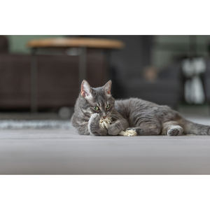 Juguete para masticar para mascotas, cuerda naranja y blanca de 15 cm para el cuidado dental de perros - Product Image 3