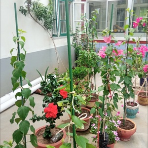 Tuteurs de soutien pour plantes grimpantes, piquets pour poivrons, aubergines et <span class=keywords><strong>haricots</strong></span> <span class=keywords><strong>verts</strong></span>, deux options de longueur, treillis de jardin pour plantes grimpantes - Product Image 6