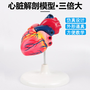 Modèle d'anatomie cardiaque détachable ; instrument pédagogique biologique à grossissement 3x ; modèle médical acoustique de l'anatomie cardiaque humaine. - Product Image 5