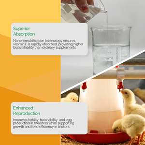 Olio di Vitamina E Idrosolubile, Soluzione Orale per l'Allevamento di Pollame, Fertilità, Schiusa delle Uova, Produzione di Uova e Crescita - Product Image 5