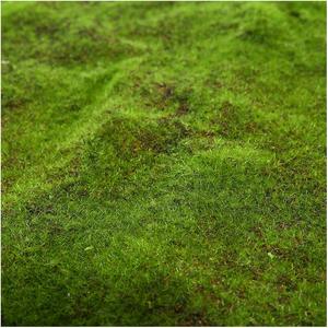 หญ้าเทียมแบบถอดได้ เป็นมิตรกับสิ่งแวดล้อม ตกแต่งสวนสไตล์โมเดิร์น <span class=keywords><strong>ดอกไม้</strong></span><span class=keywords><strong>แห้ง</strong></span>หรูหรา ของตกแต่งบ้านแบบแขวน - Product Image 5