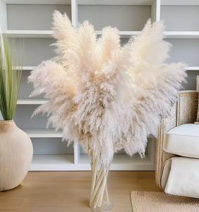 Herbe de la Pampa Séchée de Haute Qualité, Écologique, Grande et Moelleuse, Plus de 120 cm, pour Décoration Bohème et Aménagement Intérieur d'Événements, Vente en Gros - Product Image 5