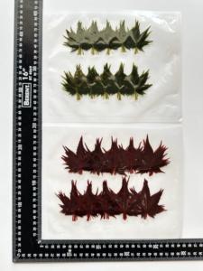 100ใบเมเปิ้ลใบโมมิจิเค็มชิ้น/แพ็คสำหรับตกแต่งอาหารซูชิ - Product Image 4