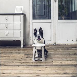 Selling Large Height Feeder Xl Stand Cute Neck Protection Raised <b>Dog</b> Food Trending Product Supply Pet Elevated <b>Ceramic</b> Cat Bowl - Product Image 1