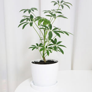 Pot de fleurs Plafarm gris foncé en PP n°1 avec irrigation par le bas, auto-arrosant, pour patio, bureau, maison, jardin, pépinière - Product Image 5