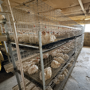 Nuevo Sistema Agricon de Jaulas Automáticas Tipo H para Pollos de Engorde con Alimentación, Bebederos y Sistema de Eliminación de Estiércol, Acero Galvanizado en Caliente para Avicultura - Product Image 3