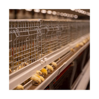 Offre Spéciale Un Type Cage Poulettes Pour Poussins d'un Jour Avec Feeder Buveur Et Fumier Plaque Collectrice