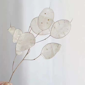 Fleurs décoratives les plus populaires INS, fleurs séchées et plantes, lunaria naturelle conservée pour la décoration de la maison - Product Image 4