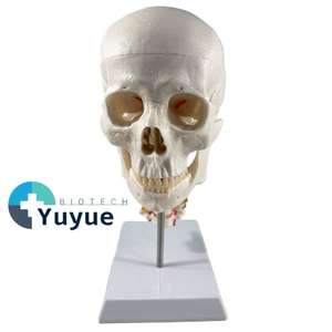 Modelo de Cráneo de PVC de 3 Partes con Columna Cervical de 7 Secciones - Herramienta Educativa de Anatomía - Product Image 1