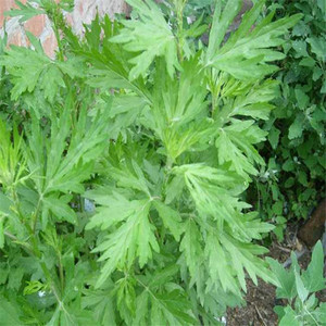 Ai <span class=keywords><strong>hao</strong></span>-mugwort seca de alta calidad, mugwort de hoja a base de hierbas, venta al por mayor - Product Image 6