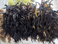 14/16 pouces de plumes de queue de plume de coque de coq bon marché de poulet naturel teint pour l'artisanat fabrication de costumes chapeaux de fête de carnaval tissu
